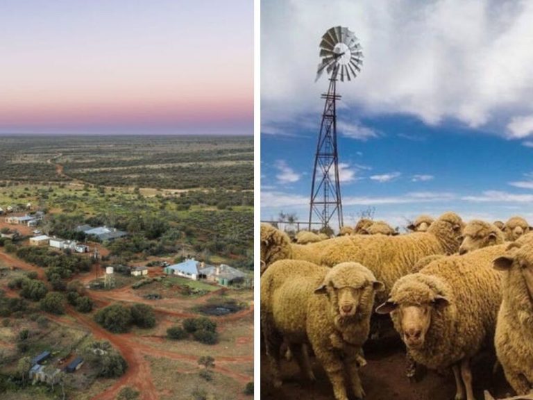 Billionaire Charlie Shahin secures massive SA sheep stations deal