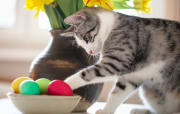 Easter cat